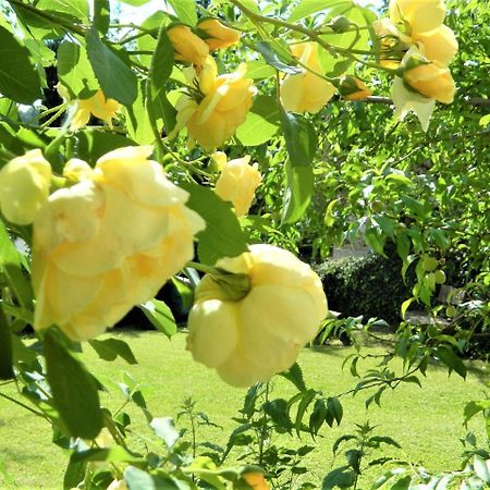 بودمان لودفيغسهافن Ferienwohnung Rose المظهر الخارجي الصورة